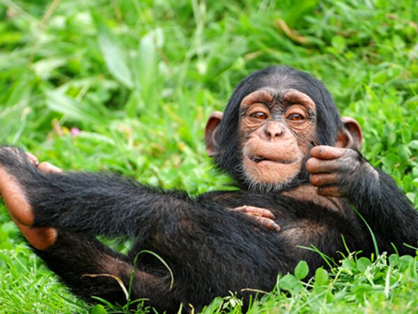 6 Days Rwanda Gorilla & Chimpanzee Trekking Safari