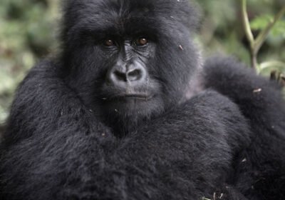 How Rwanda’s Weather Patterns Influence Gorilla Behavior