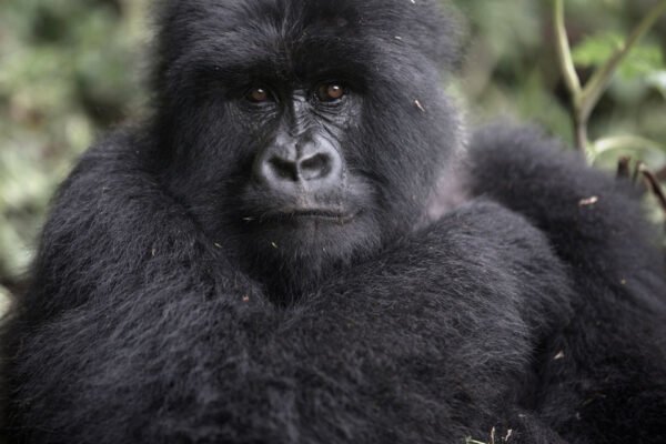 7 Days Rwanda Gorilla Trekking & Cultural Heritage Safari
