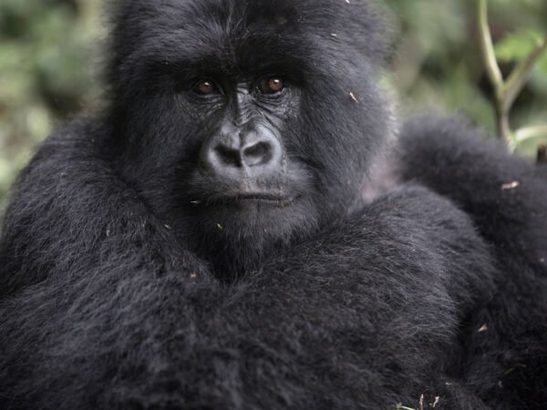 7 Days Rwanda Gorilla Trekking & Cultural Heritage Safari