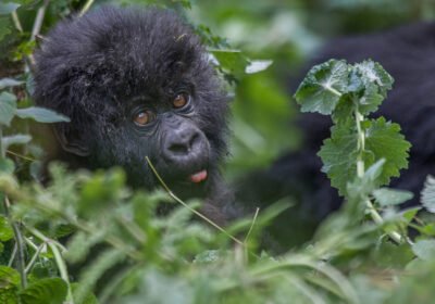 How Rwanda’s Weather Patterns Influence Gorilla Behavior and Sleeping Locations