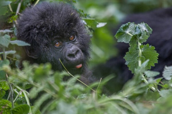 9 Days Rwanda Gorilla, Chimpanzee & Savannah Safari