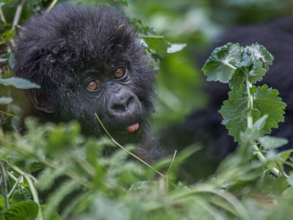 9 Days Rwanda Gorilla, Chimpanzee & Savannah Safari