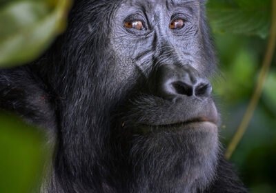 Why Buhoma is the Premier Choice for First-Time Uganda Gorilla Trekking?