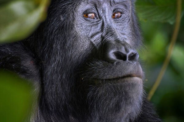 4-Day Gorillas and Lake Bunyonyi Retreat (Uganda)