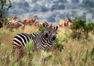 Rwanda Tours Built on Responsible Luxury