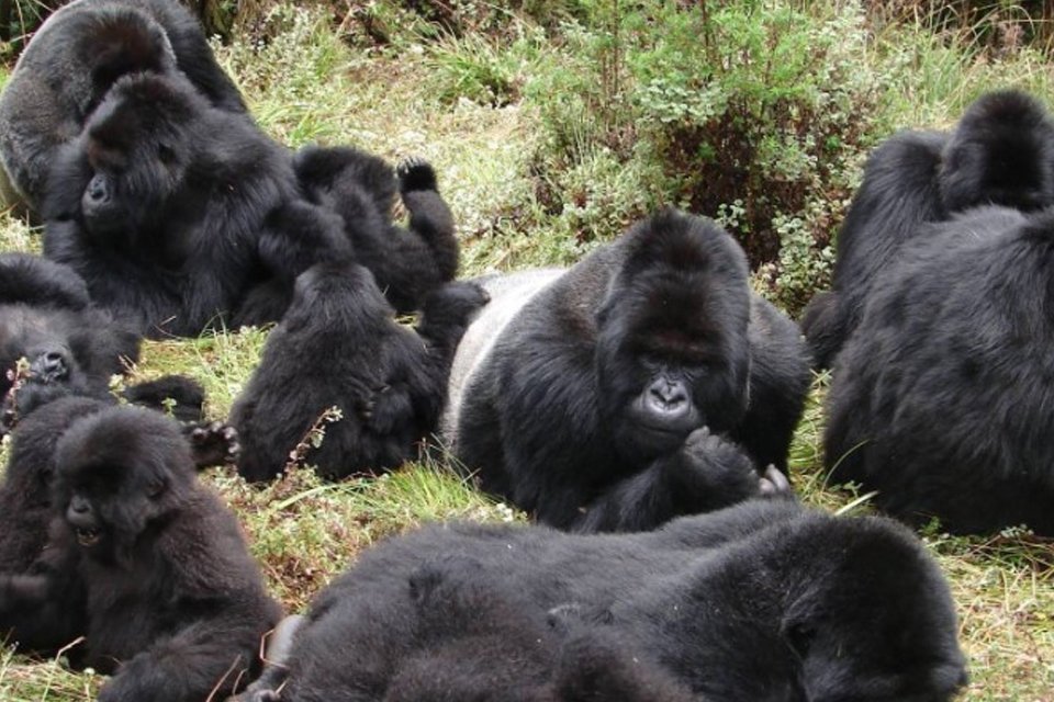 gorilla family