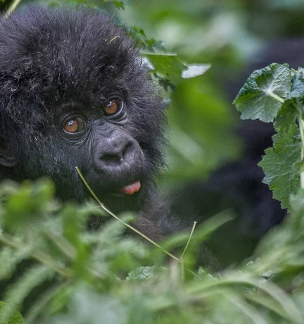 9 Days Rwanda Gorilla,