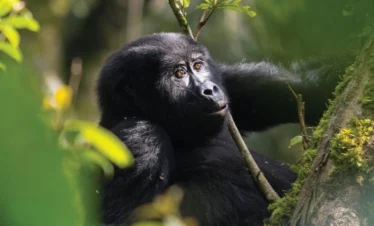 5 Days Rwanda Gorilla Trekking