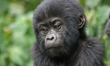 gorilla trekking in bwindi impenetrable national park 6 Days Rwanda Gorilla