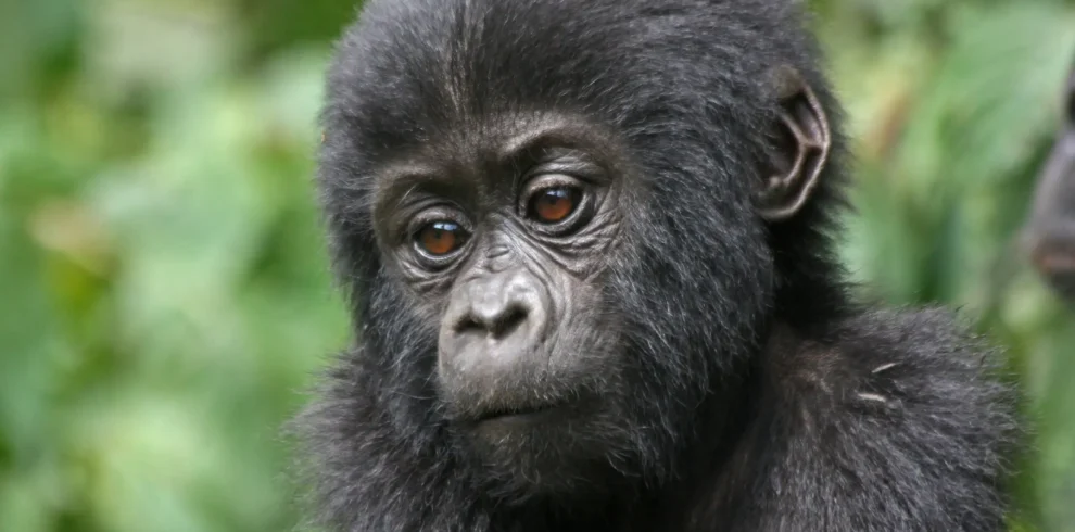 about us, gorilla trekking in bwindi impenetrable national park 6 Days Rwanda Gorilla