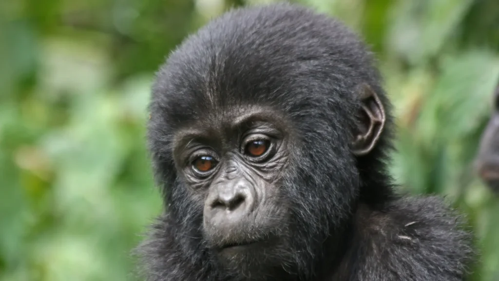 gorilla trekking in bwindi impenetrable national park