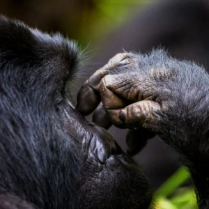 2 Days Uganda Gorilla Trekking Safari - photography tips