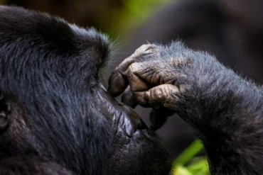 2 Days Uganda Gorilla Trekking Safari - photography tips