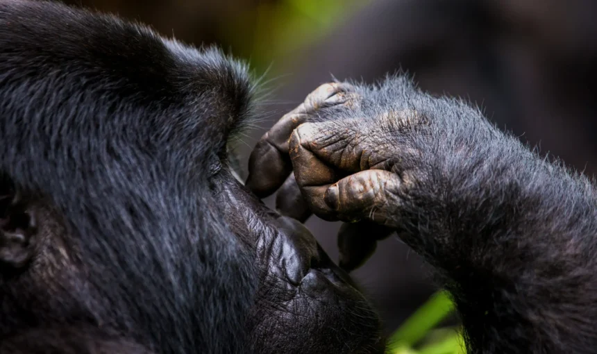 Best Photography Tips for Capturing Gorillas