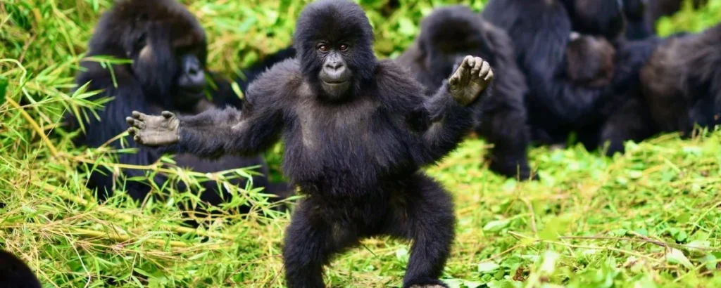 4 Days Rwanda Gorilla Trekking