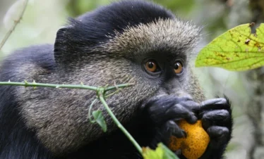 3 Days Rwanda Gorilla Trekking & Golden Monkey
