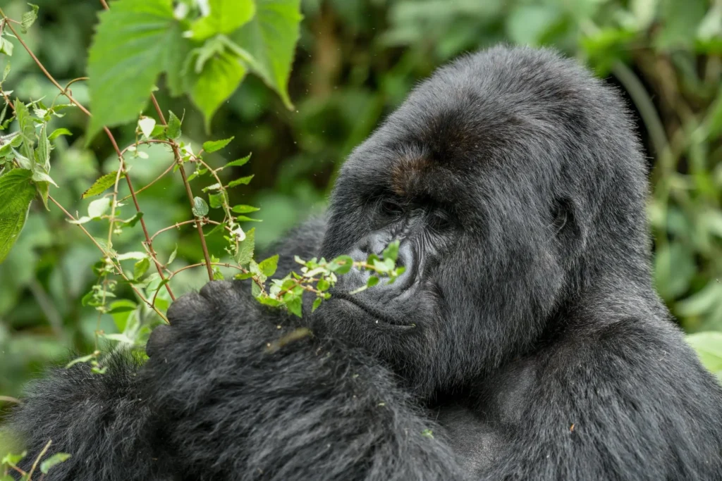 3-Day Gorilla Habituation Experience