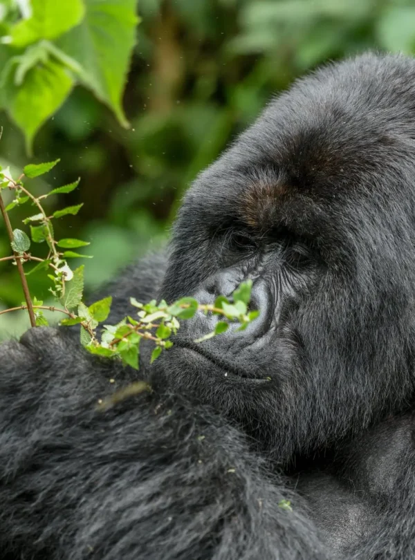 3-Day Gorilla Habituation Experience