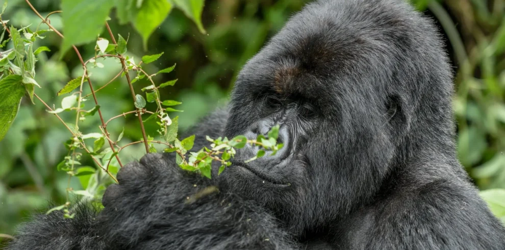 3-Day Gorilla Habituation Experience