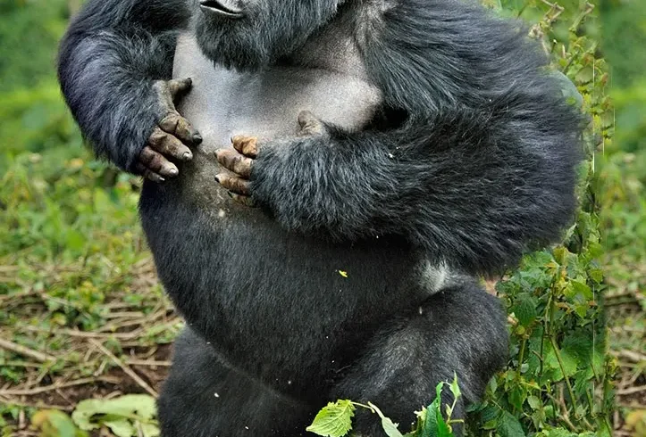4-Day Gorilla Trekking