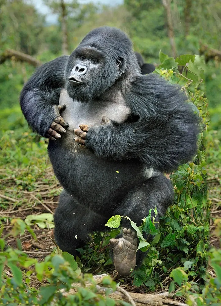 4-Day Gorilla Trekking