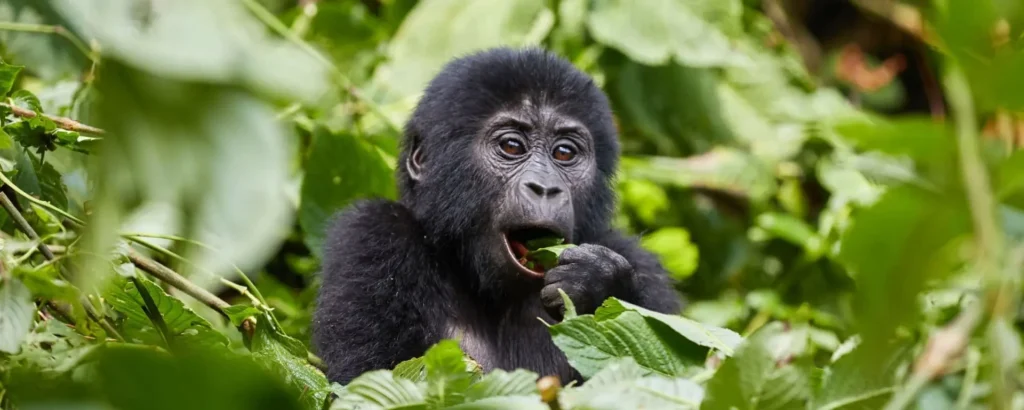 3-Day Classic Bwindi Gorilla Trek