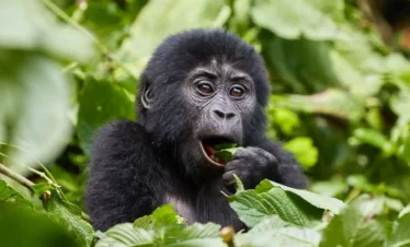 3-Day Classic Bwindi Gorilla Trek
