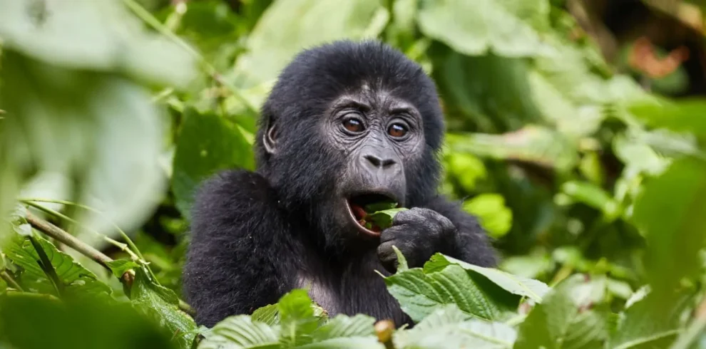 3-Day Classic Bwindi Gorilla Trek