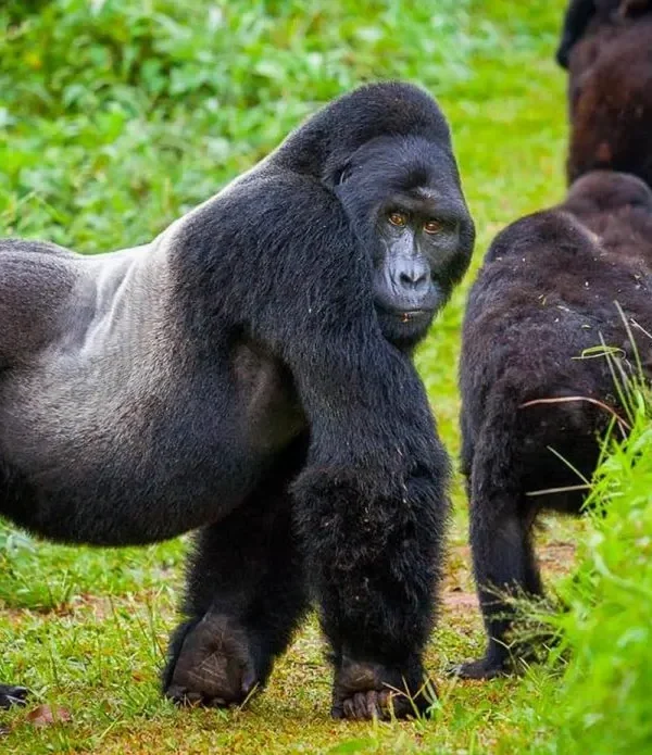 10-Day Ultimate Uganda Primate