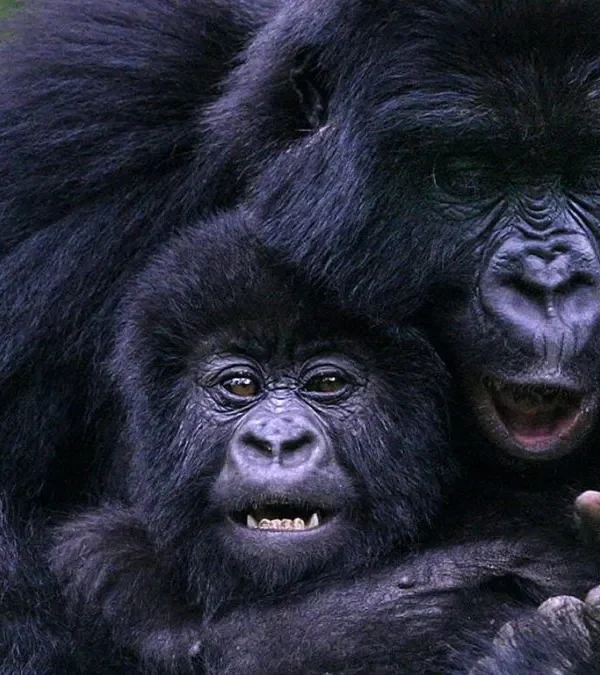 12-Day Luxury Gorillas,