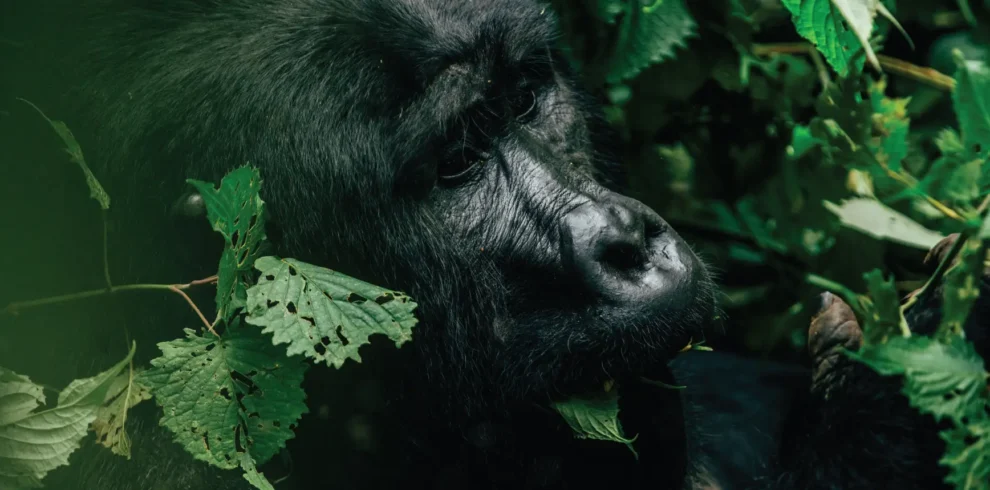 5-Day Double Gorilla Trek